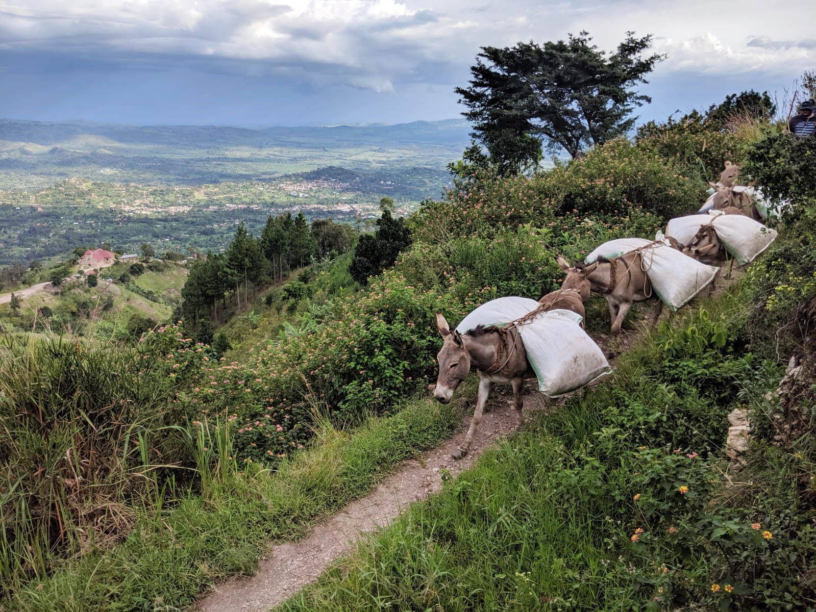 9月、六野コーヒーに入荷する生豆の情報です