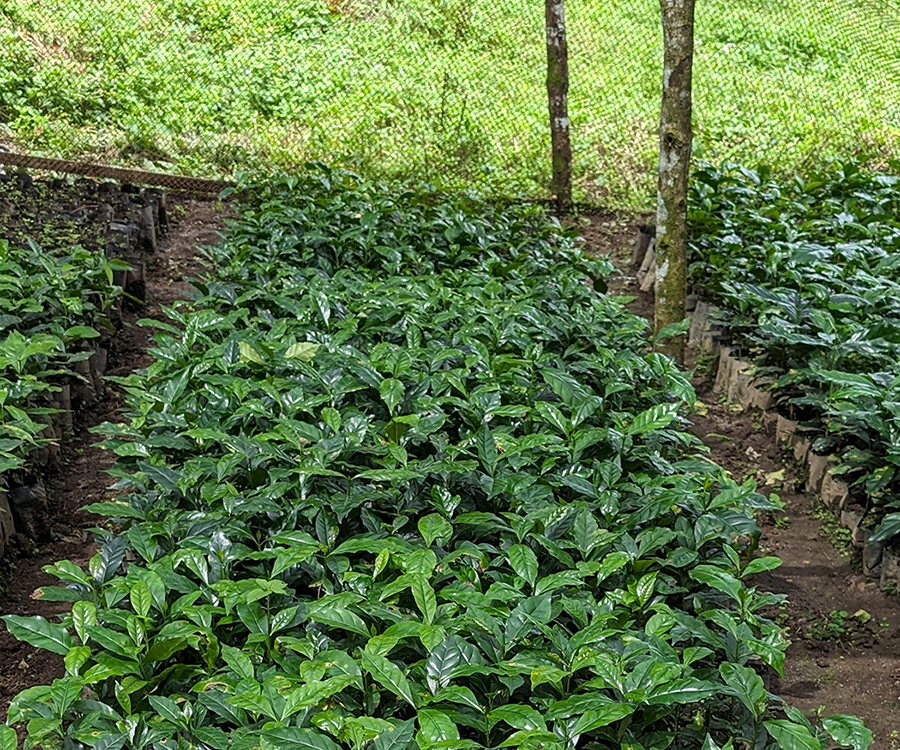 シマレン農園のコーヒー栽培